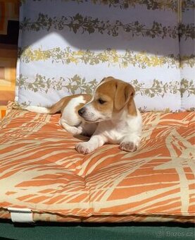 Jack Russell