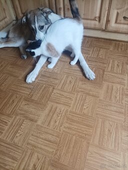Koťátka