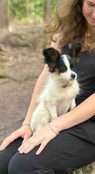 Papillon s FCI PO - 1