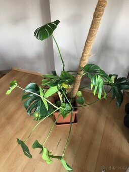 Monstera s kokosovou tyčí