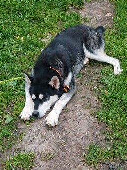 Sibiřský husky