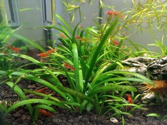 krevetky neocardina red cherry