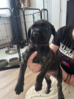 Štěně cane corso