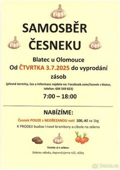 Samosběr česneku v Blatci u Olomouce.