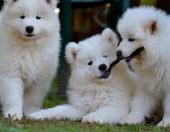 Samojed s FCI PP - LA TORRE ROJA