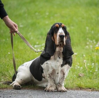Basset Hound s PP