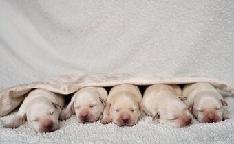 Labradorský retrívr s PP