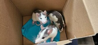 🐭 Zachraňte tři úžasné potkánky – klučíky 🐭