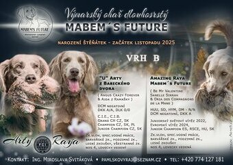 Výmarský ohař dlouhosrstý s PP