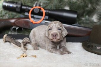 Výmarský ohař dlouhosrstý s PP