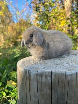 Minilop zakrslý beránek