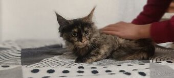 Mainská mývalí koťátka ...MCO