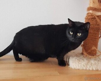 Kočička Sisina hledá nový domov