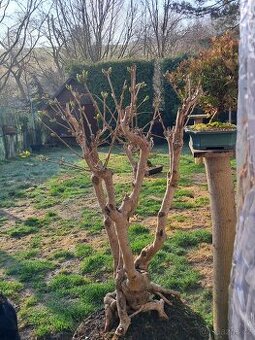 Bonsaj,bonsai Japonský Šeřík