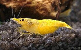 Krevetky Neocaridina Yellow