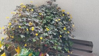 Oxalis Burgundy - 1