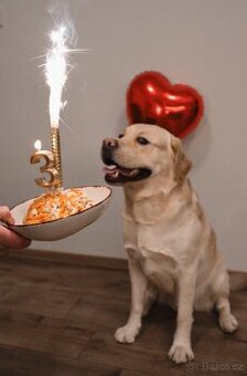 Nabízím ke krytí psa labradorského retrievera s PP