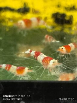 Caridina cantones red - 1