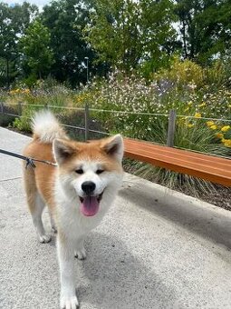 Dvou roční fenka Akita Inu – hledá nový domov