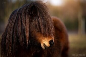 Pony