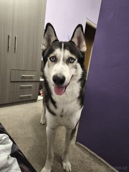 Sibiřský husky - rezervace do 10.7. 2025