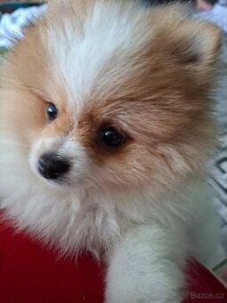 Pomeranian štěně