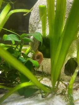 Akvarijní šneci 🐌