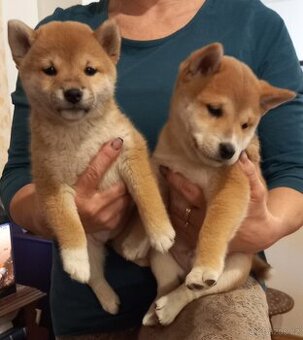 Shiba inu