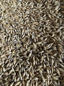 Pšenice ,oves,hořčice,žito