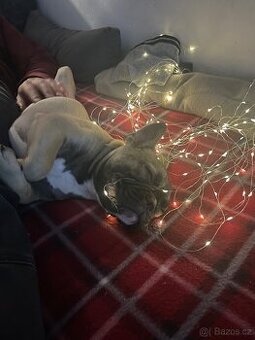 Francouzský buldoček