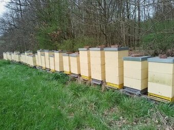 Vyzimovana včelstva, oddělky