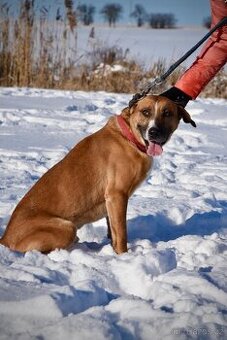 Kříženec Max hledá parťáka pro život - 1