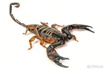 Hadogenes Paucidens scorpion štíři šváby