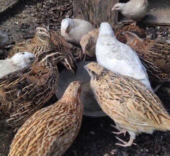 Koupím slepičky křepelek