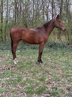 Plnokrevný hřebec po Mascarpone