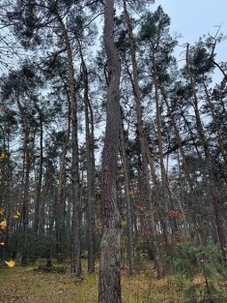 Prodej lesních pozemků k.ú. Poříčany
