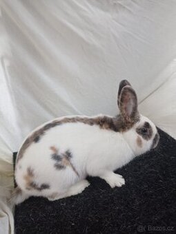 Prodám české strakáče modrožluté