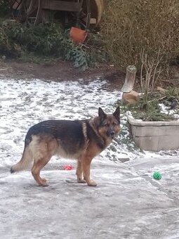 Nabízím pejska na krytí německý ovčák