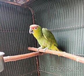 Amazoňan Ekvadorský