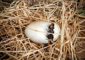 Násadová vejce indický běžec