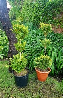 Buxus, stromky, keře, stromkový buxus, buxus koule