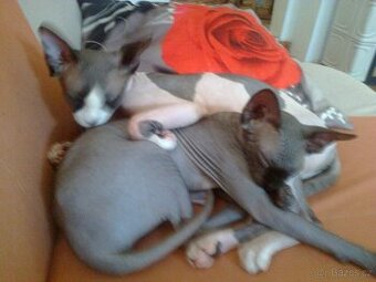 kanadský sphynx
