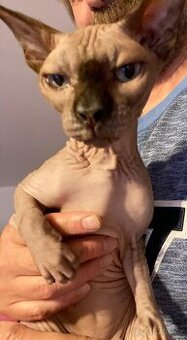 kanadský sphynx