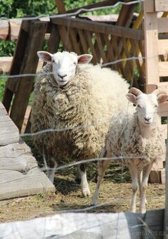 Prodám ovci (texel plemeno) - 1
