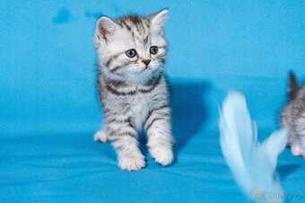 Britská kočička (fenka), 2,5 měsíce