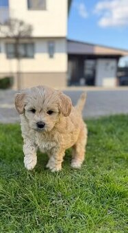 Goldendoodle