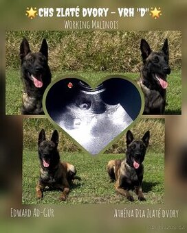 Belgický ovčák Malinois s PP