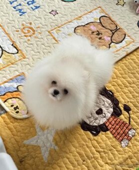 Pomeranian top class white