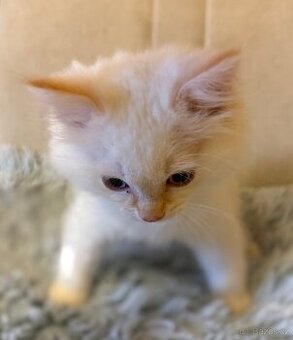 Ragdoll kocourek Imail