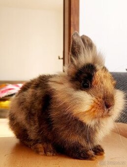 Zakrslý králíček